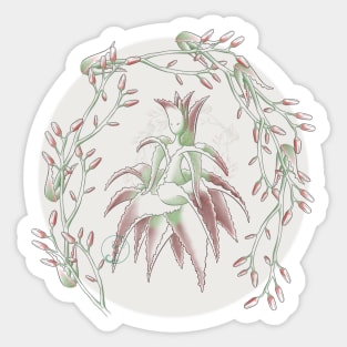 Succulent Sprite - aloe christmas carol Sticker